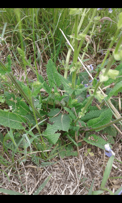 Lamiacea da ID